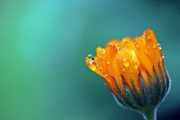 marigold-pixabay-1568646_1280.jpg